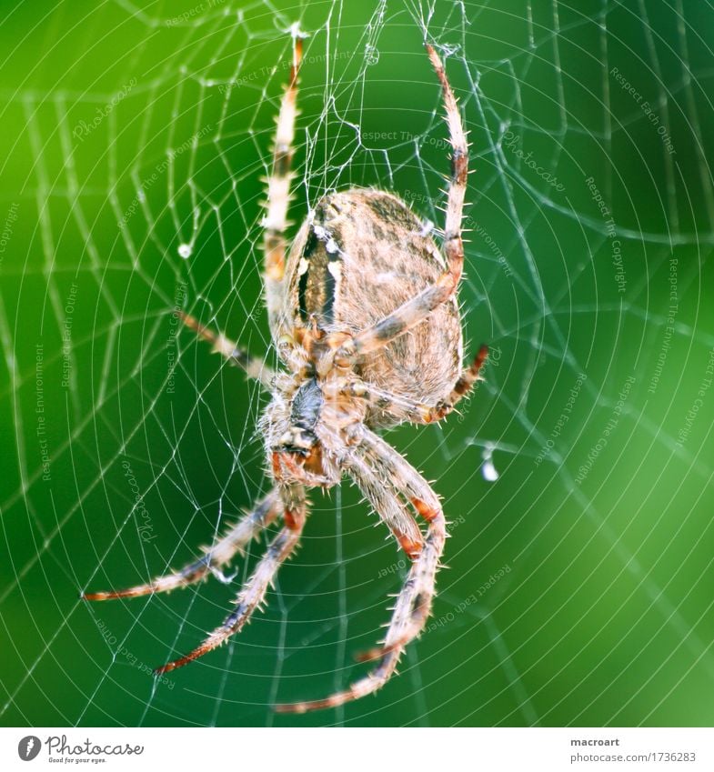 Gartenkreuzspinne Spinne Kreuzspinne gartenkreuzspinne Beine arachnophobie Makroaufnahme Nahaufnahme Insekt Spinnennetz Netz Tier klein Schnur filigran haarig