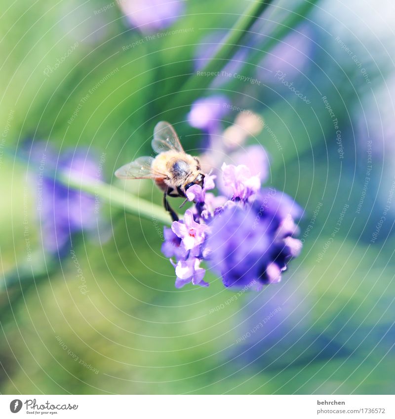 von bienchen und blümchen Natur Pflanze Tier Sommer Schönes Wetter Blume Blatt Blüte Lavendel Garten Park Wiese Wildtier Biene Tiergesicht Flügel 1 Blühend Duft