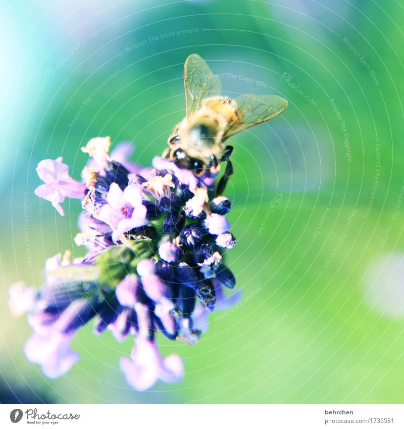 ...SOMMER! Natur Pflanze Tier Sommer Schönes Wetter Blume Blatt Blüte Lavendel Garten Park Wiese Wildtier Biene Tiergesicht Flügel 1 beobachten Blühend Duft