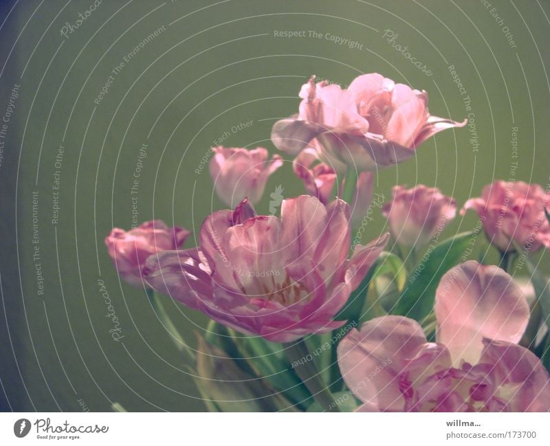 Ästhetik der Vergänglichkeit Blumen welk Tulpenstrauß rosa Duft Kitsch verblüht Blüte alt "Schönheit Ästhetik" "Liebe Trennung" verwelken Blumenstrauß