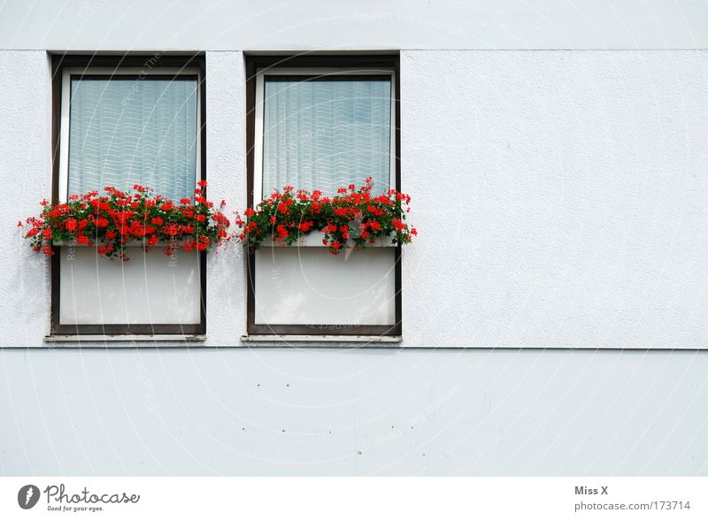 hallo Nachbar Häusliches Leben Haus Pflanze Blume Topfpflanze Mauer Wand Fenster einfach trist weiß Langeweile Pelargonie Gardine Fassade Etage Nachbarhaus