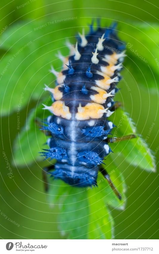 Larvenstadium eines Marienkäfers Insekt Tier blau Makroaufnahme Pflanze orange Stachel stachelig klein Blatt grün pflanzlich Hochformat Entwicklung Käfer