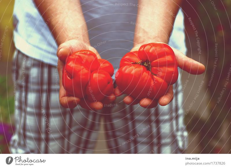 Bio-Tomaten Lebensmittel Gemüse Frucht Tomatenplantage Ernährung Bioprodukte Vegetarische Ernährung Diät Fasten Slowfood Italienische Küche Mensch Junger Mann