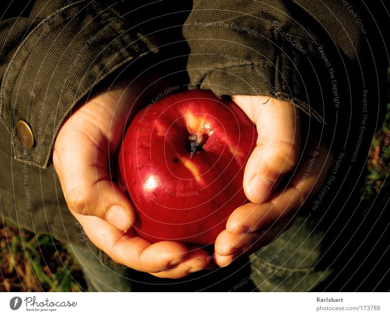 das fangen des apfels während des vorgangs des fallens. Lebensmittel Frucht Apfel Ernährung Bioprodukte Vegetarische Ernährung Diät Haut Gesundheit Garten