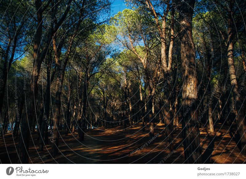 Waldweg auf Sardinien, Blick in die Baumkronen Umwelt Natur Landschaft Erde Sommer Wildpflanze Oase Europa Menschenleer Bewegung wandern ästhetisch Wärme blau