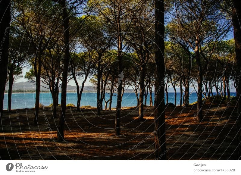 Blick durch eine Reihe Bäume auf Wasser Natur Tier Erde Himmel Horizont Sommer Wildpflanze Küste Strand Meer Sardinien Europa Menschenleer Fröhlichkeit