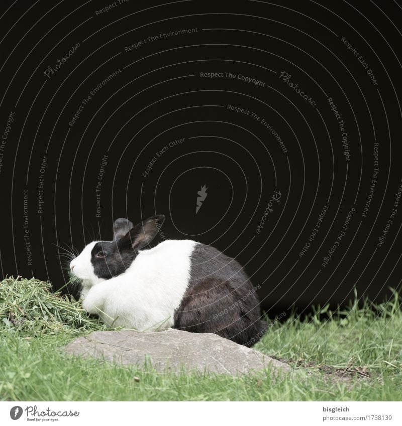 Kaninchen Fleisch Gras Tier Haustier Fell Hase & Kaninchen 1 Fressen Blick sitzen grün schwarz weiß Farbfoto Gedeckte Farben Außenaufnahme Menschenleer