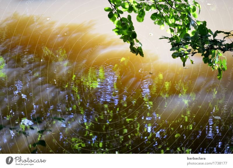 Vibration | Wasserschwingungen Natur Sonnenlicht Wind Pflanze Baum Blatt Teich See leuchten blau grün Stimmung Bewegung bizarr Klima Umwelt Farbfoto