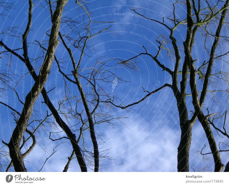 Laublos Farbfoto Außenaufnahme Menschenleer Textfreiraum unten Tag Natur Pflanze Himmel Wolken Baum blau braun weiß Geäst Zweige u. Äste Kahlschlag Wolkenhimmel