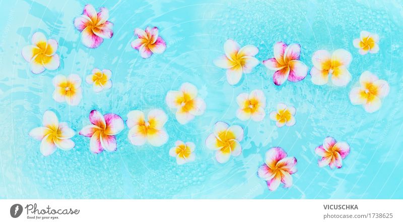 Bunte Frangipani Blumen in türkisblauem Wasser Stil Design Wellness Erholung Spa Schwimmbad Ferien & Urlaub & Reisen Sommer Natur Pflanze Fahne gelb