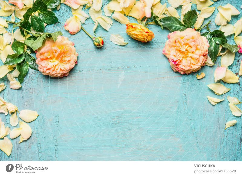 Gelbe rosa Rosen mit Blättern auf hellblauem Hintergrund Stil Design Garten Dekoration & Verzierung Feste & Feiern Valentinstag Geburtstag Natur Pflanze Sommer