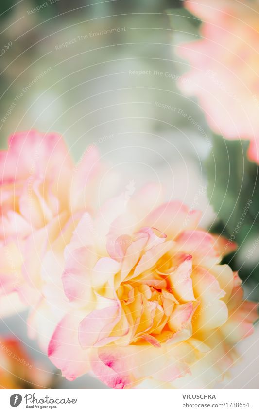 Schöne Rosen, Natur Hintergrund Lifestyle Stil Design Sommer Garten Pflanze Schönes Wetter Blume Blatt Blüte Park gelb rosa Hintergrundbild Symbole & Metaphern