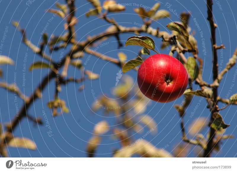 Prachtapfel Lebensmittel Frucht Apfel Ernährung Bioprodukte Vegetarische Ernährung Gesundheit Zufriedenheit Garten Natur Wolkenloser Himmel Sonnenlicht Sommer