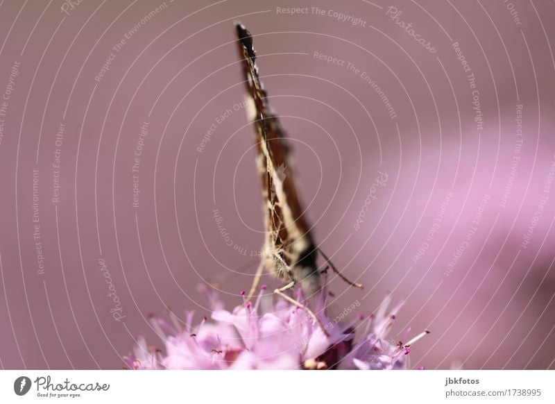 Schmetterling ganz in Violett Umwelt Natur Tier Wildtier 1 Ausdauer violett Oregano Blüte Pollen Rückansicht Insekt Flügel zart elegant zerbrechlich Farbfoto