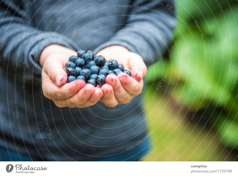 im Blaubeerenwald Lebensmittel Frucht Ernährung Essen Frühstück Mittagessen Abendessen Picknick Bioprodukte Vegetarische Ernährung Gesundheit Gesunde Ernährung