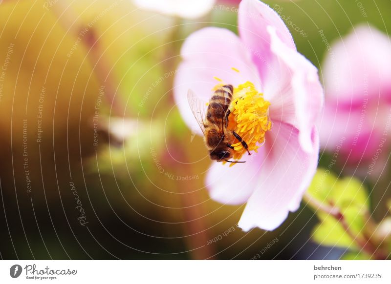 frühlingsgefühle Natur Pflanze Tier Sommer Schönes Wetter Blume Blatt Blüte Herbstanemone Garten Park Wiese Wildtier Biene Tiergesicht Flügel 1 beobachten