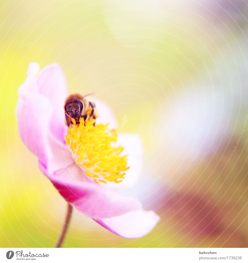 orientierung | die einzig wahre jahreszeit! Natur Pflanze Tier Sommer Schönes Wetter Blume Blatt Blüte Herbstanemone Garten Park Wiese Wildtier Biene
