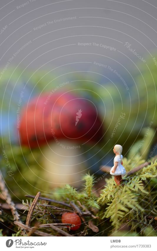 Alice im Schwammerl-Land Mensch maskulin Mädchen 1 3-8 Jahre Kind Kindheit Umwelt Natur Pflanze Wald blond klein niedlich rot weiß Alice im Wunderland Märchen