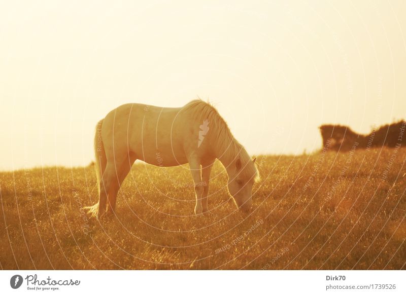 Friedlich grasen bei Sonnenuntergang. Reiten Viehhaltung Reiterhof Natur Sonnenaufgang Sonnenlicht Sommer Schönes Wetter Wärme Gras Sträucher Wiese Weide
