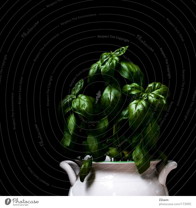homegrown Farbfoto Studioaufnahme Zentralperspektive Lebensmittel Kräuter & Gewürze Pflanze Grünpflanze Topfpflanze frisch Gesundheit Basilikum grün Metall