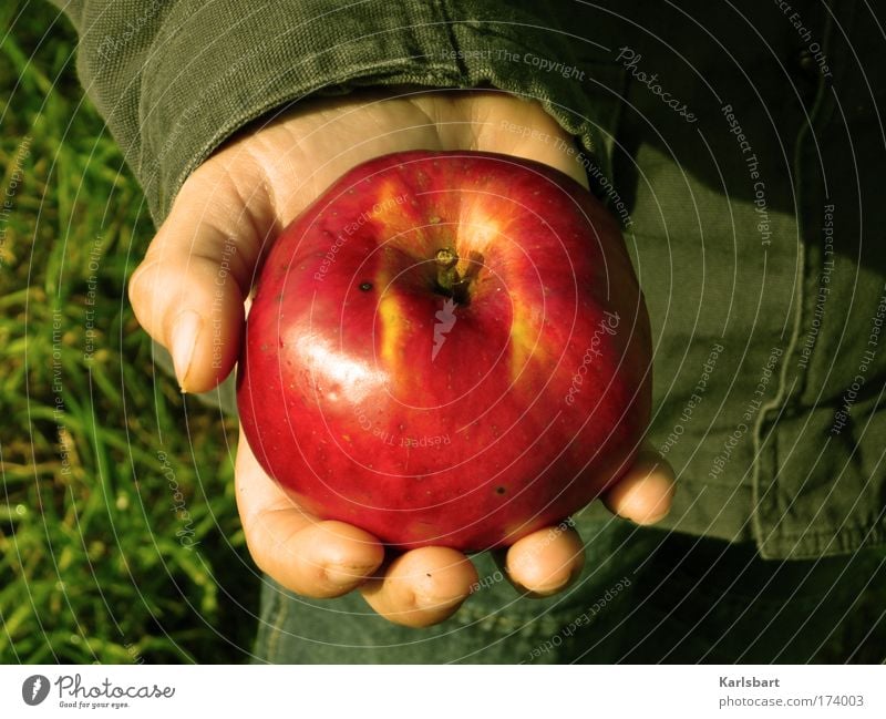 adam. apfel. Lebensmittel Frucht Apfel Ernährung Bioprodukte Vegetarische Ernährung Gesundheit Zufriedenheit wandern Garten Erntedankfest Kindergarten Mensch