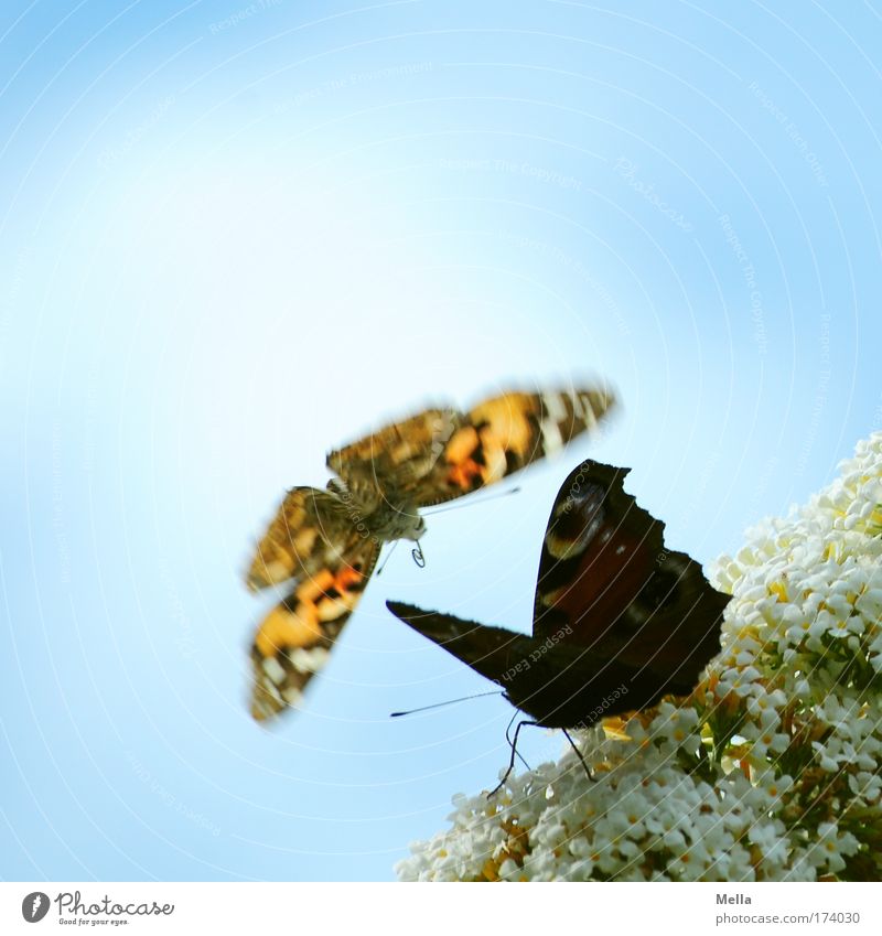 Weg da, jetzt komm ich! Umwelt Natur Pflanze Tier Himmel Blüte Park Wildtier Schmetterling Distelfalter Tagpfauenauge 2 fliegen elegant frei schön natürlich