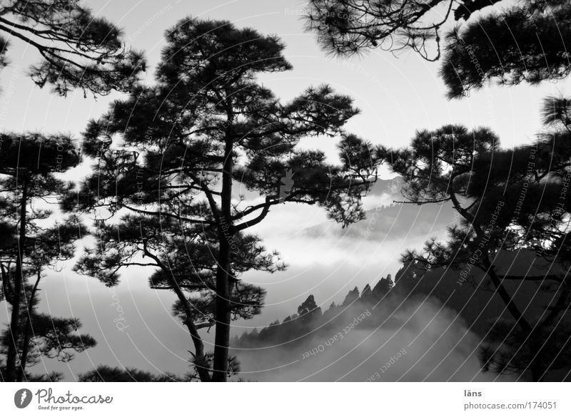 NebelReich II Landschaft Wald Berge u. Gebirge Wolken Baum Kiefer La Palma Kanaren Schwarzweißfoto Außenaufnahme Menschenleer Schatten Kontrast Wolkenschleier