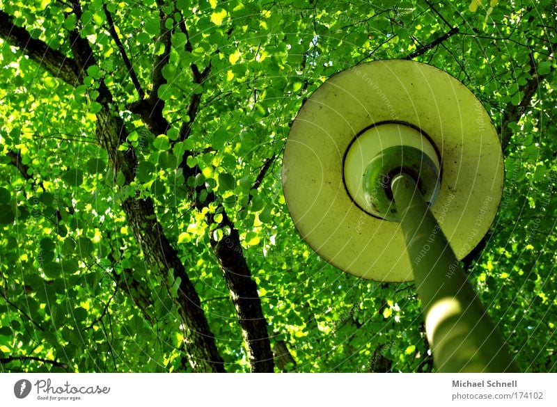 Laternenblätterdach - mein Erstes! Baum Blatt Blätterdach gehen grün Farbfoto Außenaufnahme Tag Sonnenlicht