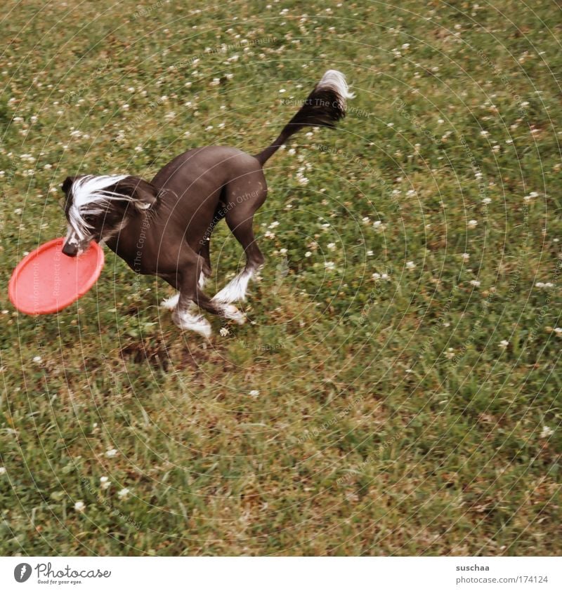 frisbee-dog Gedeckte Farben Außenaufnahme Textfreiraum rechts Tierporträt Leben Sommer Garten Wiese Fell Haustier Hund 1 Fitness rennen toben Spielen flucht