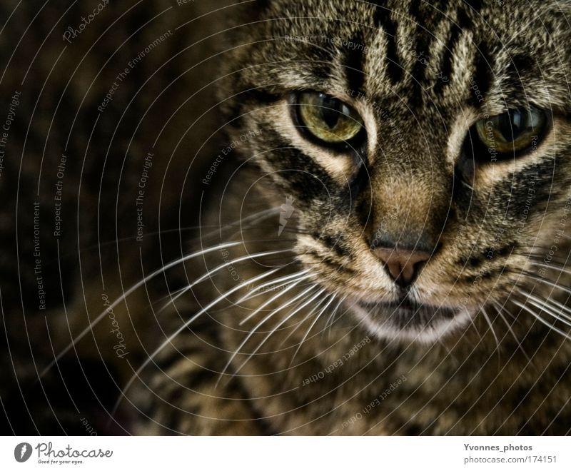 In the dark Farbfoto Innenaufnahme Schatten Kontrast Tierporträt Blick Fell Haustier Katze Tiergesicht Tigerkatze beobachten füttern bedrohlich dunkel braun