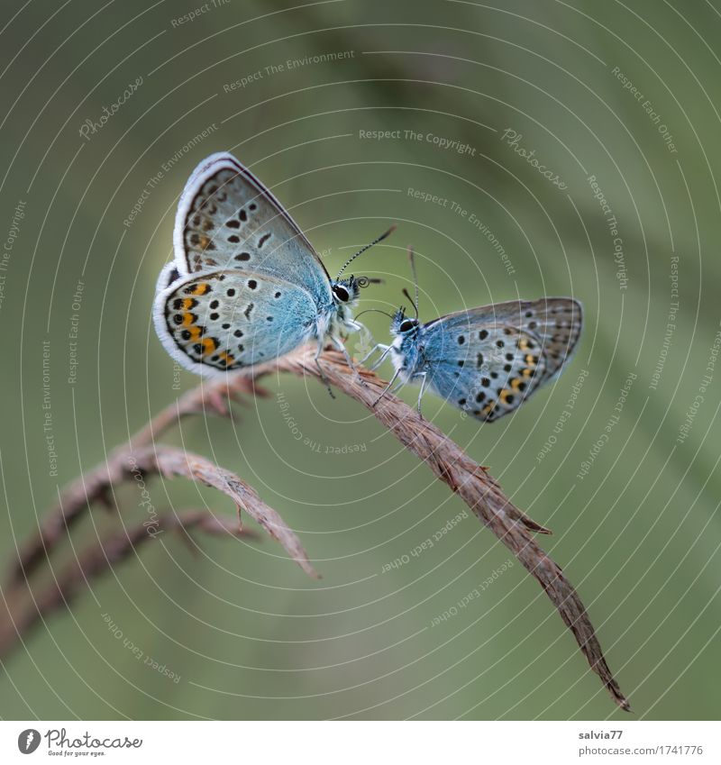 *400* | Liebeserklärung Umwelt Natur Pflanze Tier Sommer Gras Wildtier Schmetterling Flügel Insekt Bläulinge Fühler 2 berühren genießen krabbeln Zusammensein