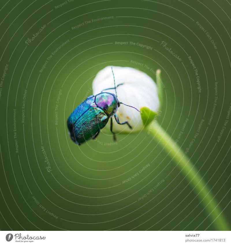 glanzvoll Umwelt Natur Pflanze Tier Sträucher Blüte Wildpflanze Wildtier Käfer Flügel 1 entdecken krabbeln ästhetisch natürlich oben schön blau grün Duft