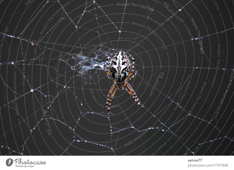 Netzwartung Halloween Natur Herbst Wildtier Spinne Spinnennetz Spinnenbeine 1 Tier Jagd krabbeln dunkel Ekel gruselig schwarz weiß achtsam Wachsamkeit