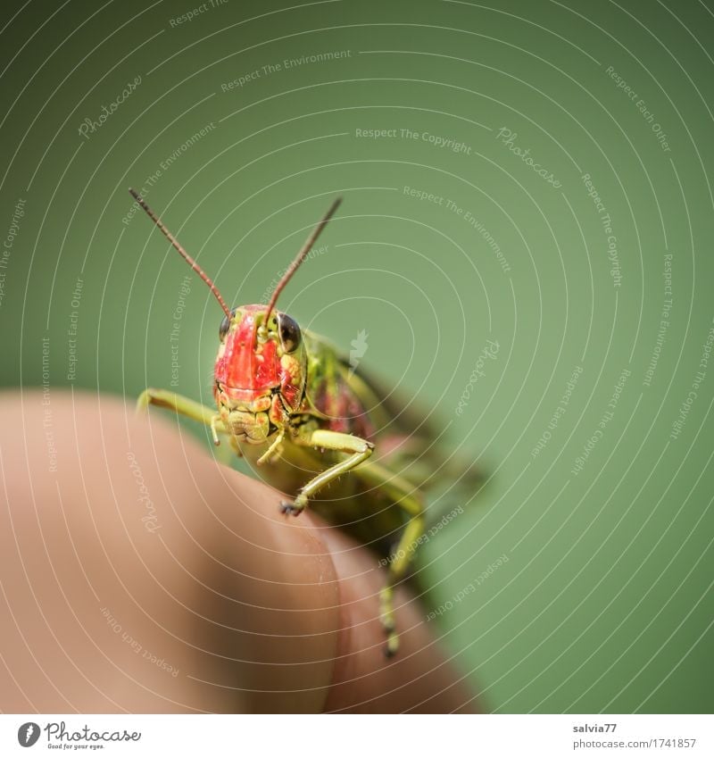 frecher Hüpfer Finger Umwelt Natur Tier Wildtier Tiergesicht Insekt Heuschrecke Fühler 1 beobachten krabbeln sportlich klein Neugier Geschwindigkeit grün
