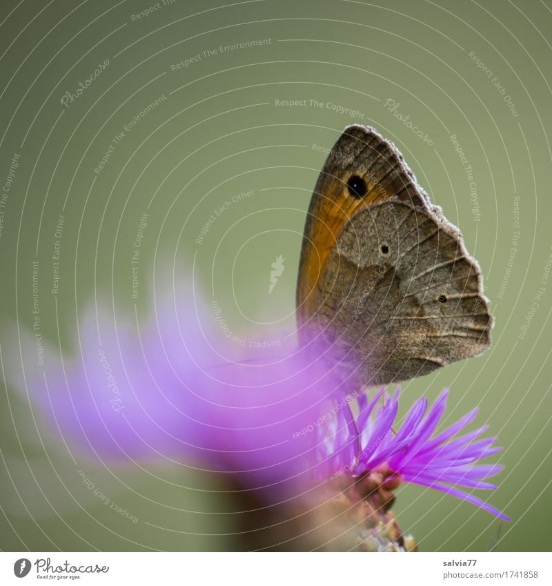 Eintauchen Umwelt Natur Pflanze Tier Sommer Blume Blüte Wildtier Schmetterling Flügel Insekt Ochsenauge 1 Duft genießen Liebe lecker grau violett Glück Idylle