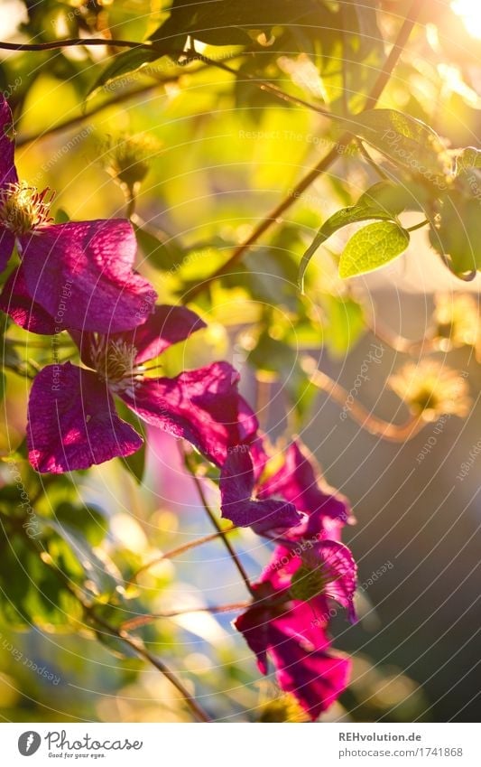 Gartenblume im Sonnenlicht Pflanze wachsen goldene stunde lila Blüte blühen schön Natur Umwelt Tageslicht natürlich Sommer violett Nahaufnahme