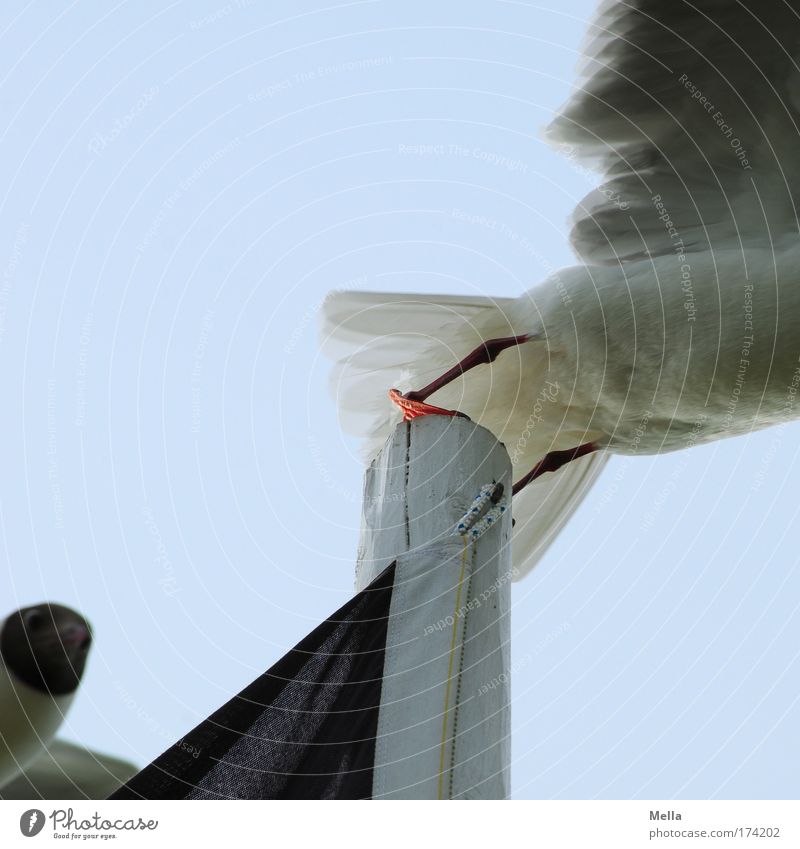 Weg da, jetzt komm ich! - Die Zweite Farbfoto Außenaufnahme Menschenleer Textfreiraum links Textfreiraum oben Tag Tier Vogel Möwe 2 fliegen drängeln