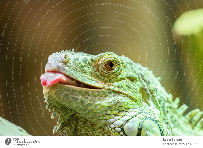 Grünes Leguan-Porträt Umwelt Natur Tier Wildtier Tiergesicht 1 beobachten Jagd Kommunizieren krabbeln Blick mehrfarbig grün rot Farbe Leguane Waldeidechse