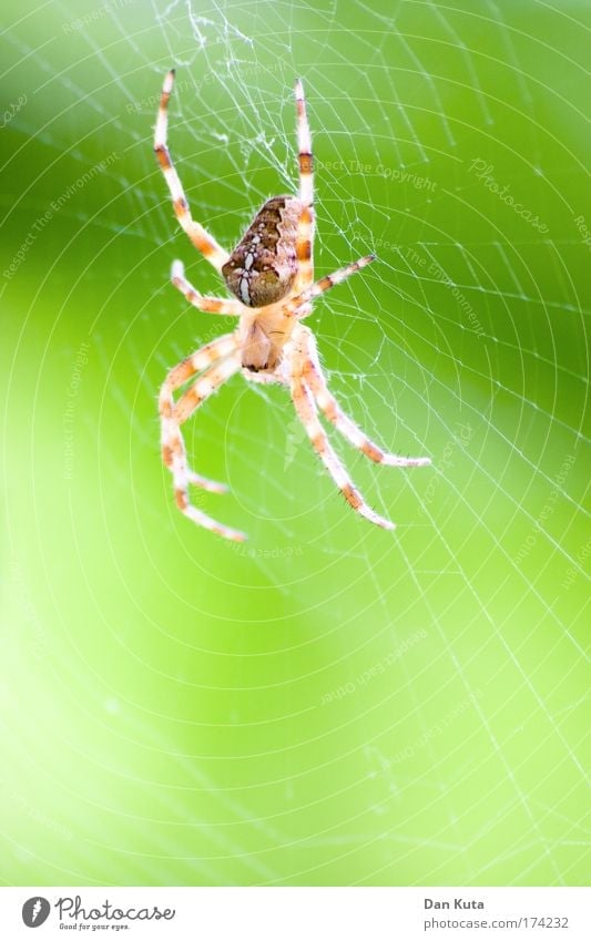 Mitgehangen, mitgefangen! Umwelt Natur Tier Spinne 1 Fressen füttern Jagd schlafen warten Aggression ästhetisch bedrohlich dünn gruselig gelb grün Schwäche