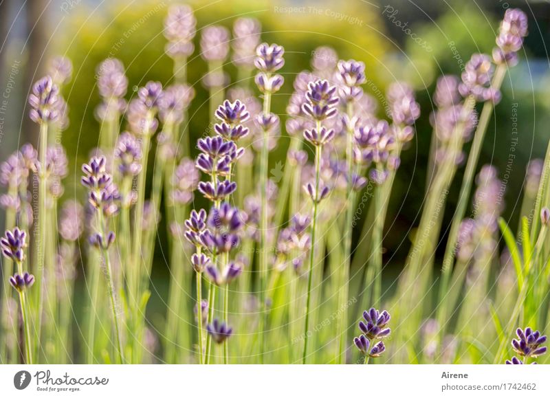 Wo sind die Tage...? Kräuter & Gewürze Pflanze Sommer Schönes Wetter Blume Lavendel Lavendelfeld Garten Wiese Blühend Duft Gesundheit natürlich trocken wild