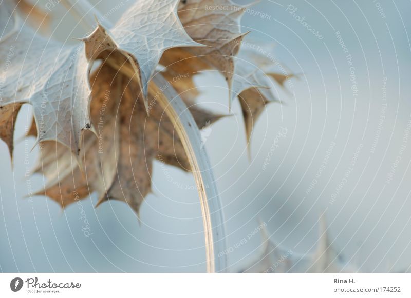 Die Stel Gedeckte Farben Außenaufnahme Textfreiraum rechts Morgen Sonnenlicht Unschärfe Schwache Tiefenschärfe Pflanze Blatt kämpfen ästhetisch stachelig blau