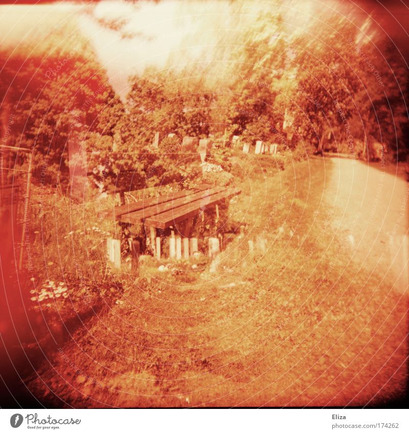 Bank sein Gedeckte Farben Außenaufnahme Experiment Lomografie Holga Natur außergewöhnlich Doppelbelichtung Friedhof Baum rot Wege & Pfade