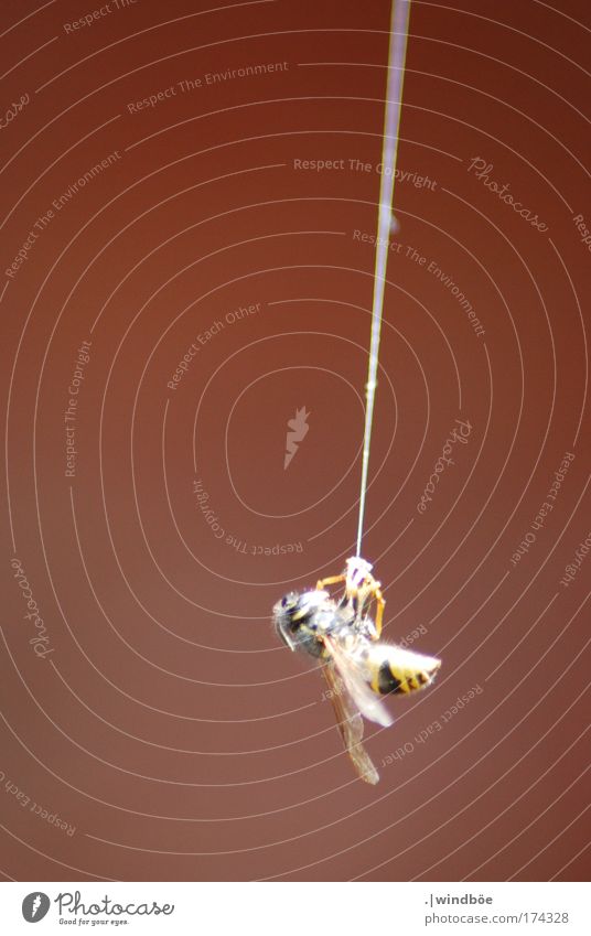 Am seidenen Faden Farbfoto Außenaufnahme Nahaufnahme Menschenleer Abend Zentralperspektive Totale Tier Wildtier Totes Tier Biene Wespen 1 hängen schaukeln