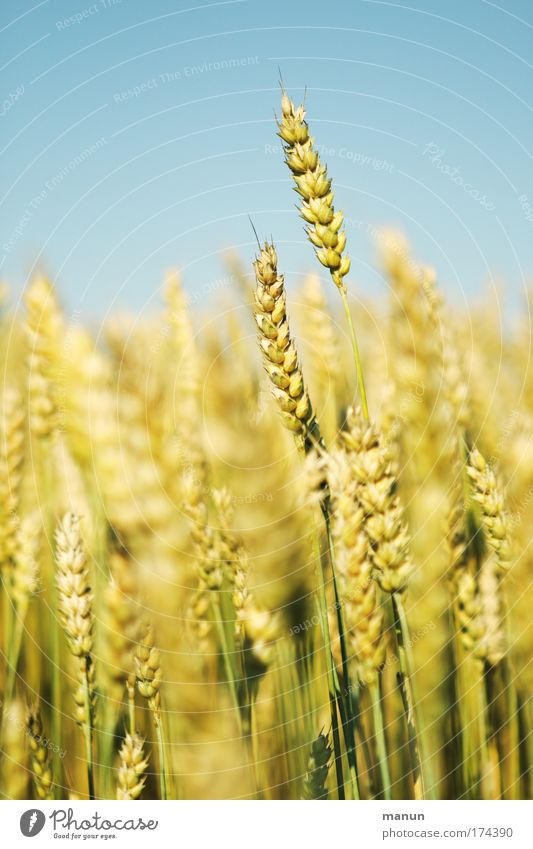 Vollkorn Lebensmittel Getreide Zerealien Bioprodukte Gesundheit Biologische Landwirtschaft ökologisch Umwelt Landschaft Wolkenloser Himmel Sommer Nutzpflanze
