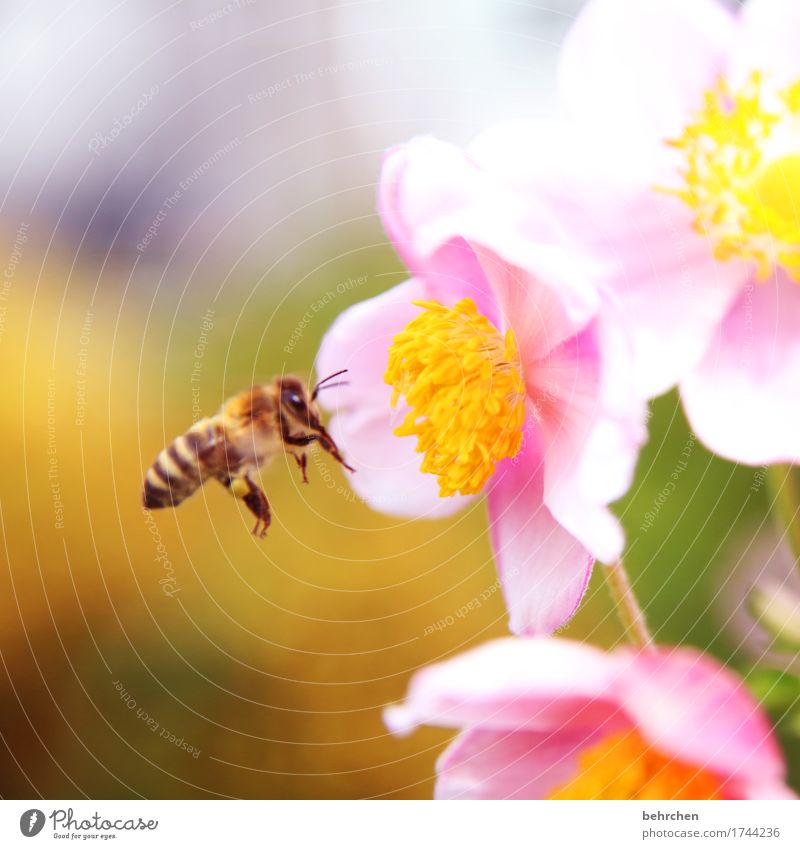 überwacht | den nahrungsvorrat Natur Pflanze Tier Sommer Schönes Wetter Blume Blatt Blüte Grünpflanze Herbstanemone Garten Park Wiese Wildtier Biene Tiergesicht
