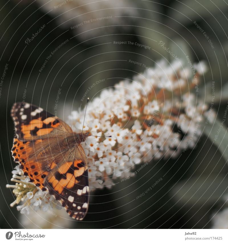 Schmetterling Farbfoto Außenaufnahme Menschenleer Textfreiraum rechts Textfreiraum oben Tag Schwache Tiefenschärfe Tierporträt Umwelt Natur Frühling Sommer