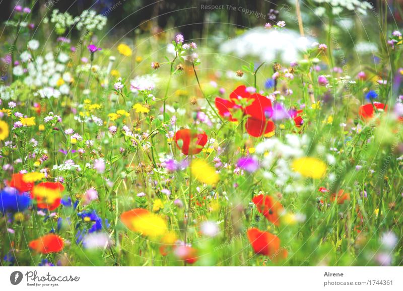 primär farben Pflanze Blume Mohn Kornblume Gewöhnliche Schafgarbe Wiesenblume Gras Blühend Wachstum Fröhlichkeit natürlich mehrfarbig grün rot weiß Lebensfreude