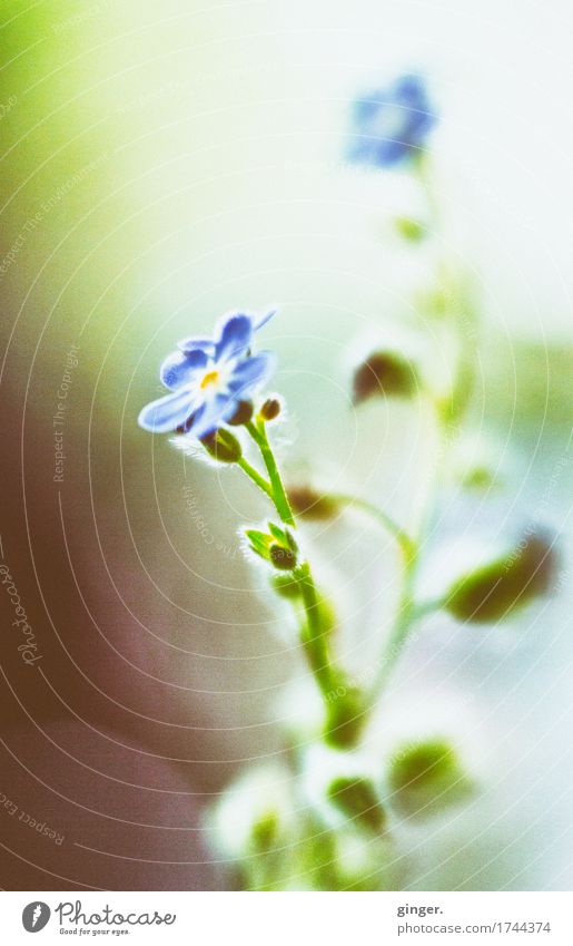 AST9 | Begegnung (Blumen Lensbaby Makro) Natur Pflanze Frühling Blatt Blüte blau braun grün klein 2 Unschärfe weich anonym Blütenknospen Blick nach oben