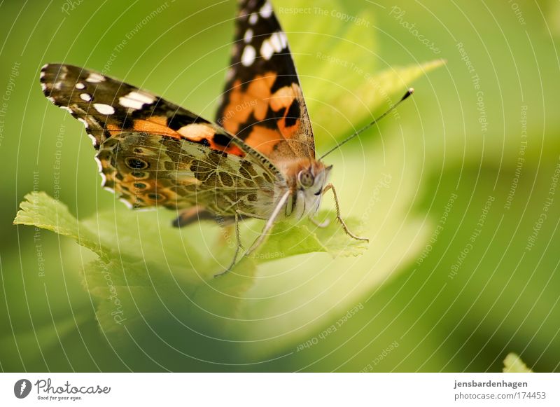 Schmetterling Farbfoto Außenaufnahme Nahaufnahme Tag Tierporträt Blick in die Kamera Natur Sonnenlicht Sommer Schönes Wetter Blatt Grünpflanze Flügel Insekt 1