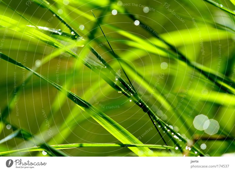 "grün" Farbfoto Außenaufnahme Nahaufnahme Detailaufnahme Menschenleer Tag Sonnenlicht Schwache Tiefenschärfe Starke Tiefenschärfe Zentralperspektive Natur